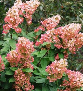 Pink-Diamond-35