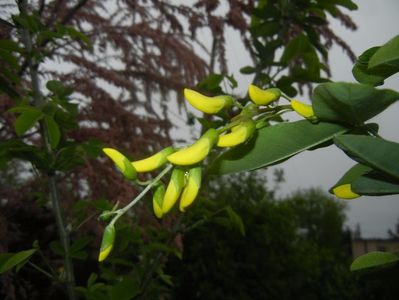 Golden Chain Tree (2017, April 30)