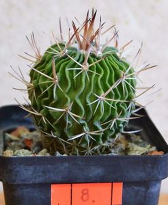 Stenocactus wippermannii (Echinofossulocactus wippermannii )