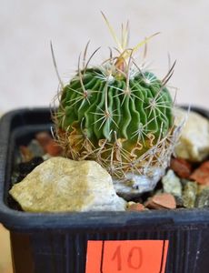 Echinofossulocactus obvallatus  /Stenocactus obvallatus?