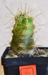 Echinocereus cinerascens subs. septentrionalis