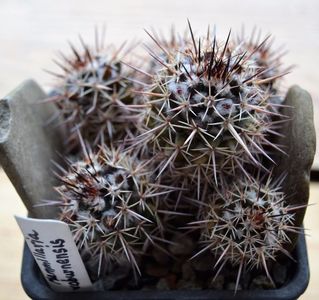 Mammillaria voburnensis