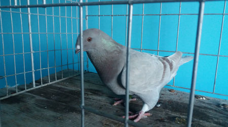 Vandut