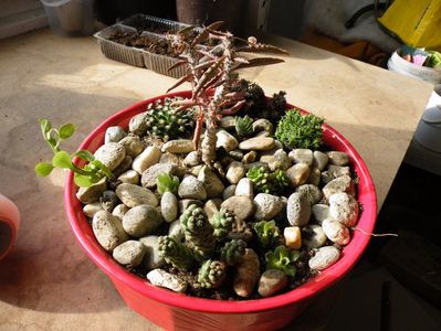 euphorbia suzanae marneriae