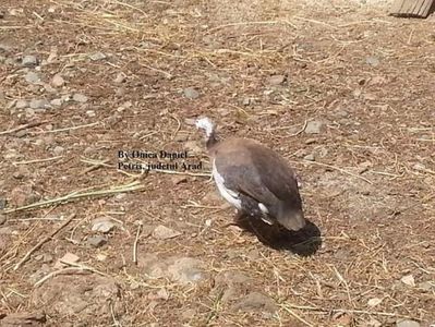 2014-2015 bibilică indigo; S-a 'nascut' in 2014, neavând strămoşi cu aceasta culoare...Poate a fost o simpla mutație genetică  (la culoare). A trait doar un an, a gasit-o mami moartă.
