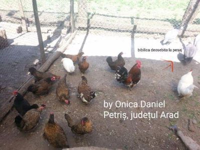 2014-2015; In partea dreapta a pozei se vede o bibilică mai deosebita la culoare. S-a nascut in 2014 neavând strămoşi cu aceasta culoare...Poate a fost o simpla mutație genetică  (la culoare). A trait doar un an
