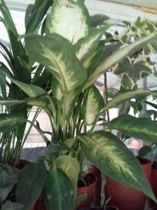 Dieffenbachia Camille