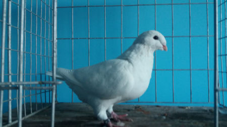 Vandut