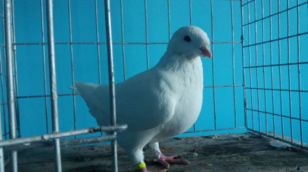 Vandut