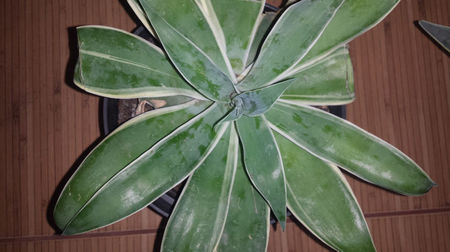 Agave Attenuata Ray of Light