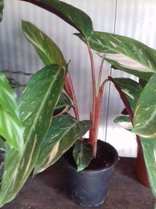 calatheea triostar