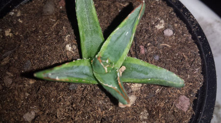 Agave Victoria Reginae Marginata Kazo Bana