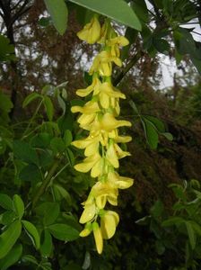 Golden Chain Tree (2017, May 08)