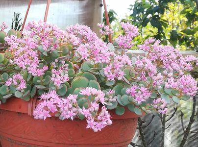 sedum sieboldii