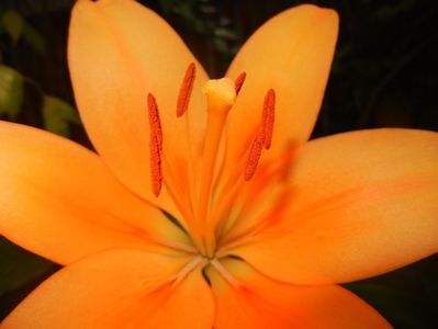 Asiatic lily Orange (2016, June 20)