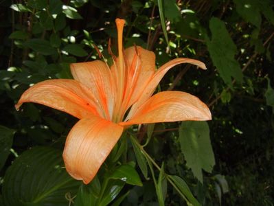 Asiatic lily Orange (2016, June 24)