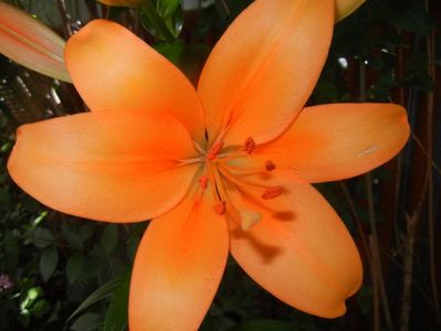 Asiatic lily Orange (2017, June 21)