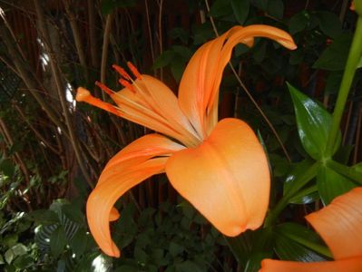 Asiatic lily Orange (2017, June 24)