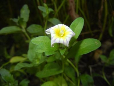 Dwarf Morning Glory (2017, July 05)