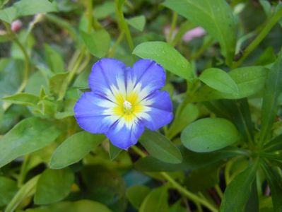 Dwarf Morning Glory (2017, July 07)