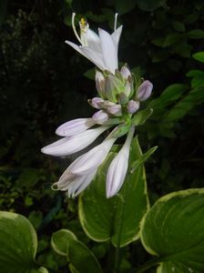 Hosta Aureomarginata (2017, July 04)