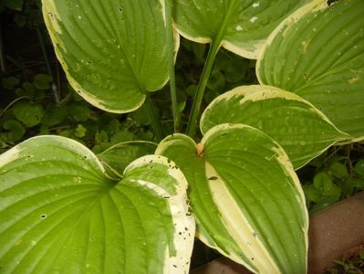 Hosta Aureomarginata (2017, July 04)