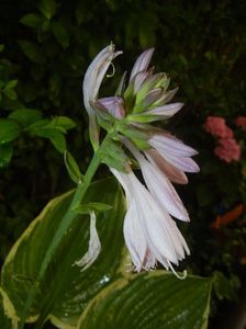 Hosta Aureomarginata (2017, July 06)