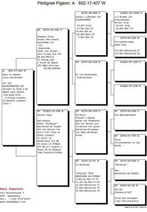 a_pedigree144