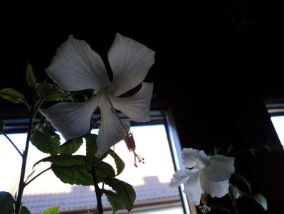 ...mai micute,dar tot frumoase.