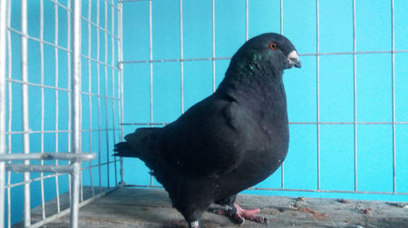 Vandut