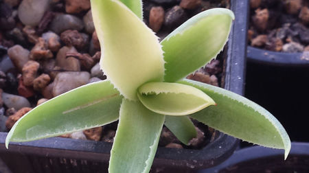 Agave Potatorum Kissho Khan Gold; Productie proprie.
