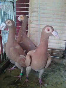 Photo0740