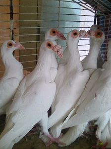 Photo0747