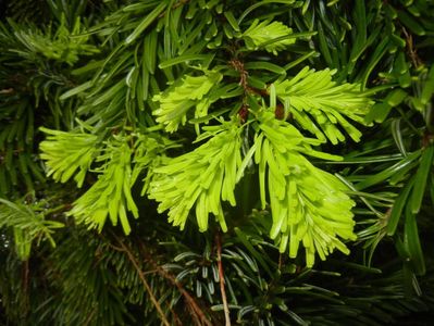 Abies nordmanniana (2017, Apr.30)