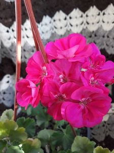 Muscate; Toamna  cel mai  bine  pt.flori!
