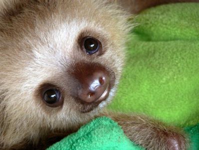 Sloth_Baby_by_Whyamithewerewolf