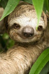 Three_Toed_Sloth_by_LeftyRodriguez