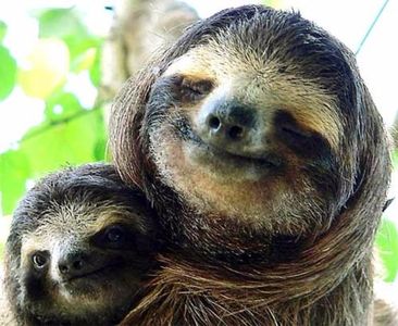 three-toed-sloth-with-child