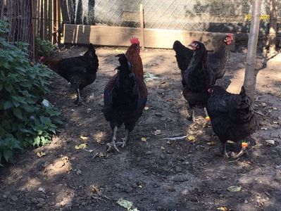 Marans negru aramiu