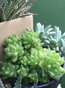 Haworthia umbraticola 5 lei buc