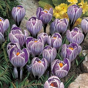 pickwick crocus; 0,70 lei
