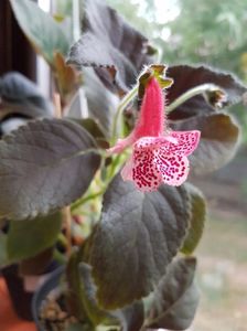 thumbnail (4)