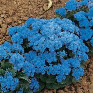 Seminte flori Ageratum Blue Ball; Seminte flori Ageratum Blue Ball - Pufuleti culoare albastru
