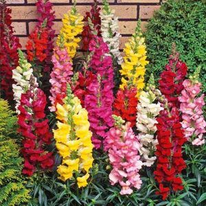 Seminte flori Antirrhinum Snap Happy Mixed; Seminte flori Antirrhinum Snap Happy Mixed - Gura Leului
