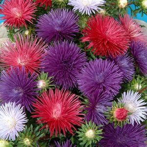 Seminte flori Aster Starlight Mixed; Seminte flori Aster Starlight Mixed - Ochiul Boului
