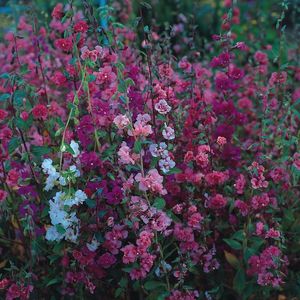 Seminte flori Clarkia Elegans Double Delight Mix; Seminte flori Clarkia Elegans Double Delight Mix - Clarkia
