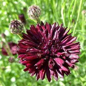 Seminte flori Cornflower Black Ball; Seminte flori Cornflower Black Ball - Albastrea
