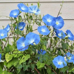 Seminte flori Ipomoea Heavenly Blue; Seminte flori Ipomoea Heavenly Blue - Zorele, Volbura
