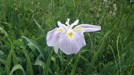 iris ensata (2)