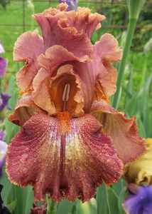 Ruffled Copper Sunset